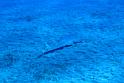 IMG_5070 zoom